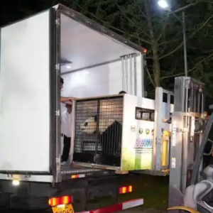 大熊猫“荷风”“兰韵”前往奥地利